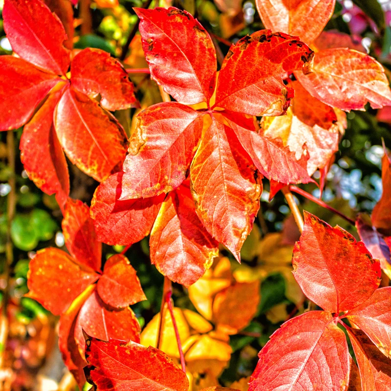Virginia Creeper Ivy Plants Live - 3 Bare Root Climbing Vines - Perennial