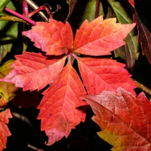Virginia Creeper Ivy Plants Live - 3 Bare Root Climbing Vines - Perennial