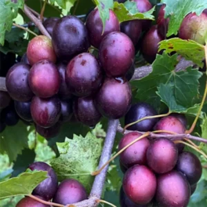 Muscadine Grape Plants Live - 3 Starter Grape Vines for Planting Fruit, Seedlings