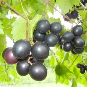Black Muscadine Grape Fruit Plants