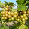Carlos Muscadine Grape Fruit Plants