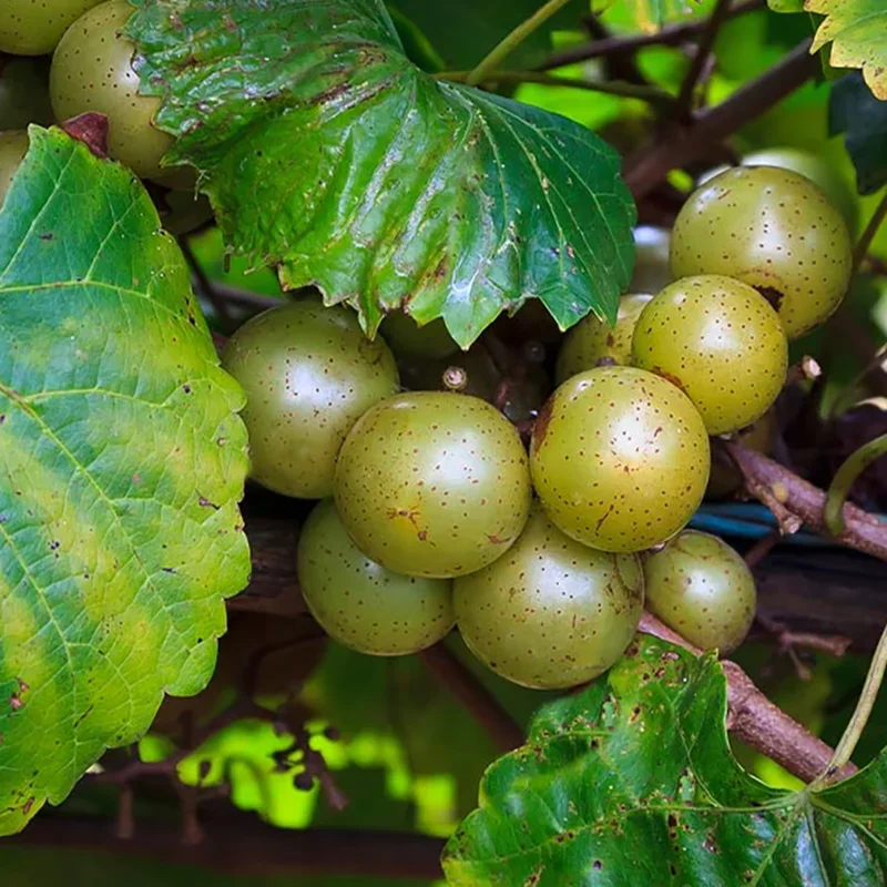 Carlos Muscadine Grape Starter Plants
