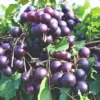 Muscadine Grape Plant - Fruit Vine for Home Vineyards - Starter Plant