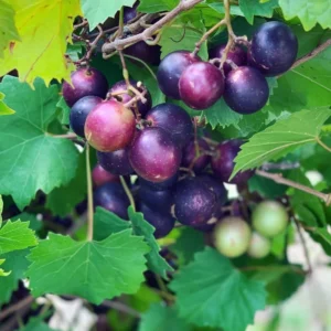 Black Muscadine Grape Vine
