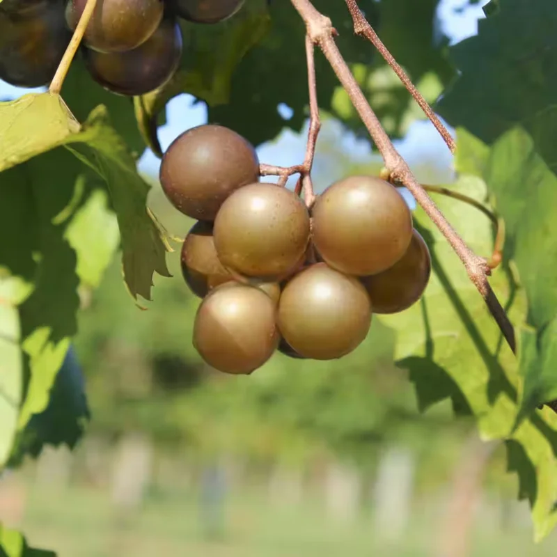 Muscadine Grape Plants - Fruit Vines - Well-Rooted Grape Seedlings