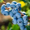 Blueberry Bush Live Plants - 3 Sweet Blueberry Seedlings for Planting