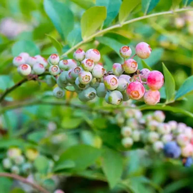 Blueberry Bush Live Plants - 3 Starter Plants for Home Garden