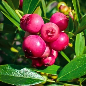 Blueberry Bush Live Plants - 3 Starter Plants for Home Garden