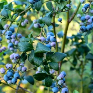 Blueberry Plants Live - 5 Heavy-Yielding Blueberry Bushes Live Plants