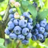 Blueberry Bushes Live Plant - Sweet Blueberry Seedlings - Outdoor Planting
