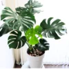 Monstera Adansonii Live Plant - Swiss Cheese Vine - 4 Inch Pot