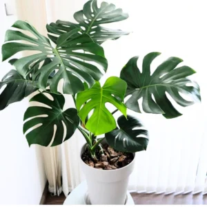 Monstera Adansonii Live Plant - Swiss Cheese Vine - 4 Inch Pot