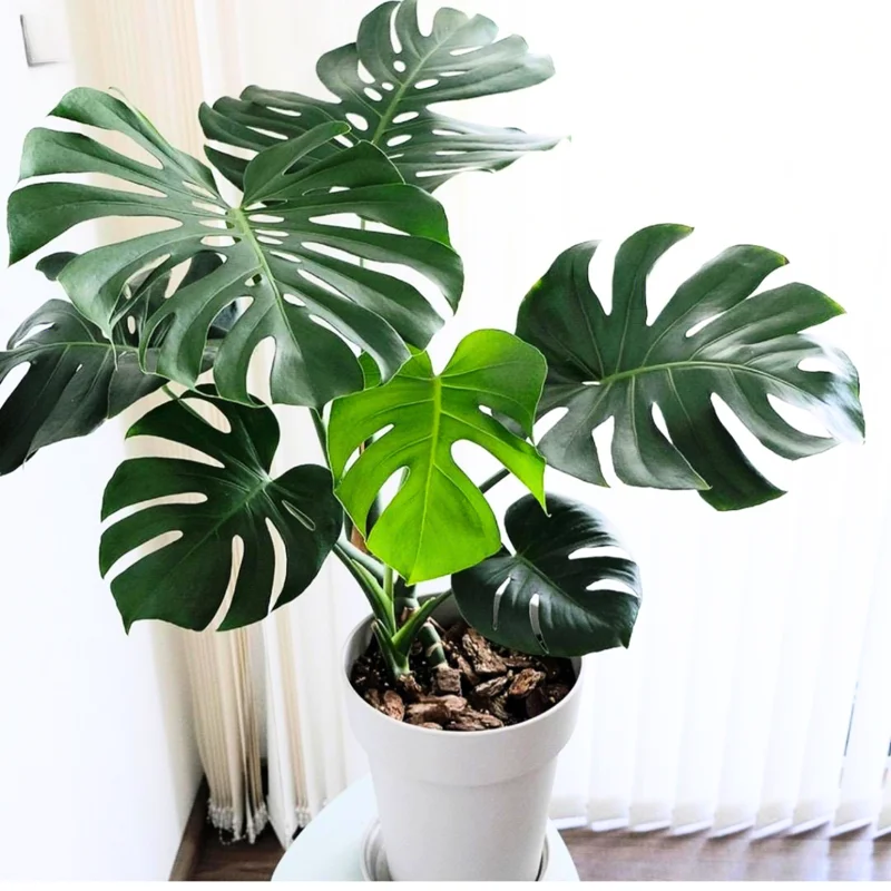 Monstera Adansonii Live Plant - Swiss Cheese Vine - 4 Inch Pot