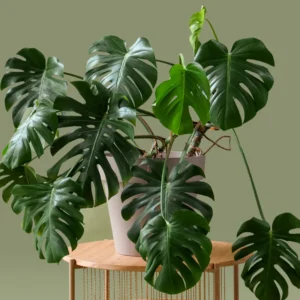 Monstera Adansonii Live Plant - Swiss Cheese Vine - 4 Inch Pot