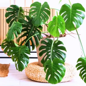 Monstera Deliciosa Live Plant - 4 Inch Pot, Bare Root - Easy Care Houseplant
