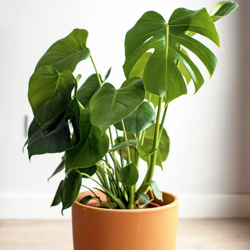 Monstera Deliciosa Live Plant - 4 Inch Pot, Bare Root - Easy Care Houseplant