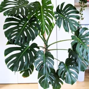 Monstera Deliciosa Plant Live - 4 Inch Pot - Easy Care Indoor Plant
