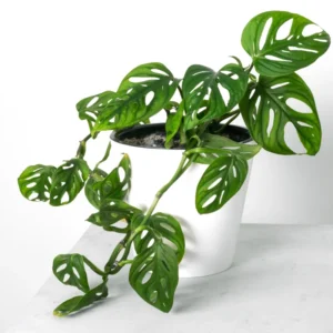 Monstera Adansonii Live Plant - 4 Inch Potted Swiss Cheese Plant Indoor