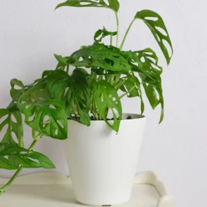 Monstera Adansonii, Swiss Cheese Plant Live In 4 Inches Pot, Swiss Cheese Vine Plant Live, Monstera Adansonii Live Plant