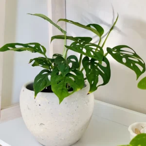 Monstera Adansonii, Swiss Cheese Plant Live In 4 Inches Pot, Swiss Cheese Vine Plant Live, Monstera Adansonii Live Plant