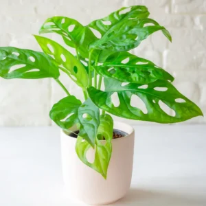 Monstera Adansonii, Swiss Cheese Plant Live In 4 Inches Pot, Swiss Cheese Vine Plant Live, Monstera Adansonii Live Plant