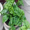 Monstera Adansonii Plant Live Swiss Cheese Plant 4 Inch Potted