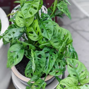 Monstera Adansonii Plant Live Swiss Cheese Plant 4 Inch Potted