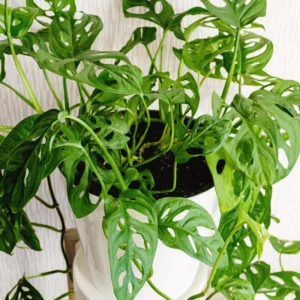 Swiss Cheese Plant Monstera Adansonii Live Potted Vine 4 Inch