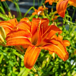 Orange Daylily Bulbs - 5 Reblooming Perennial Day Lilies Flowers Bare Roots