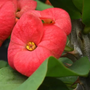 Crown of Thorns Plant - Red Flower Live Succulent - 4 Inch Pot