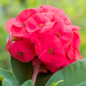 Red Crown of Thorns Plant Live - 4 Inch Potted Succulent Plant