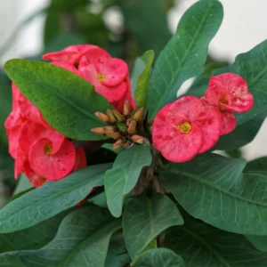 Euphorbia Crown of Thorns Plant - Red Potted Succulent, 5-7 Inches