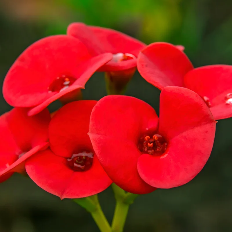 Red Crown of Thorns Plant - Live Euphorbia Milii Succulent - 5-7 Inch Potted Plant