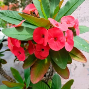 Red Crown of Thorns Plant - Live Euphorbia Milii Succulent - 5-7 Inch Potted Plant