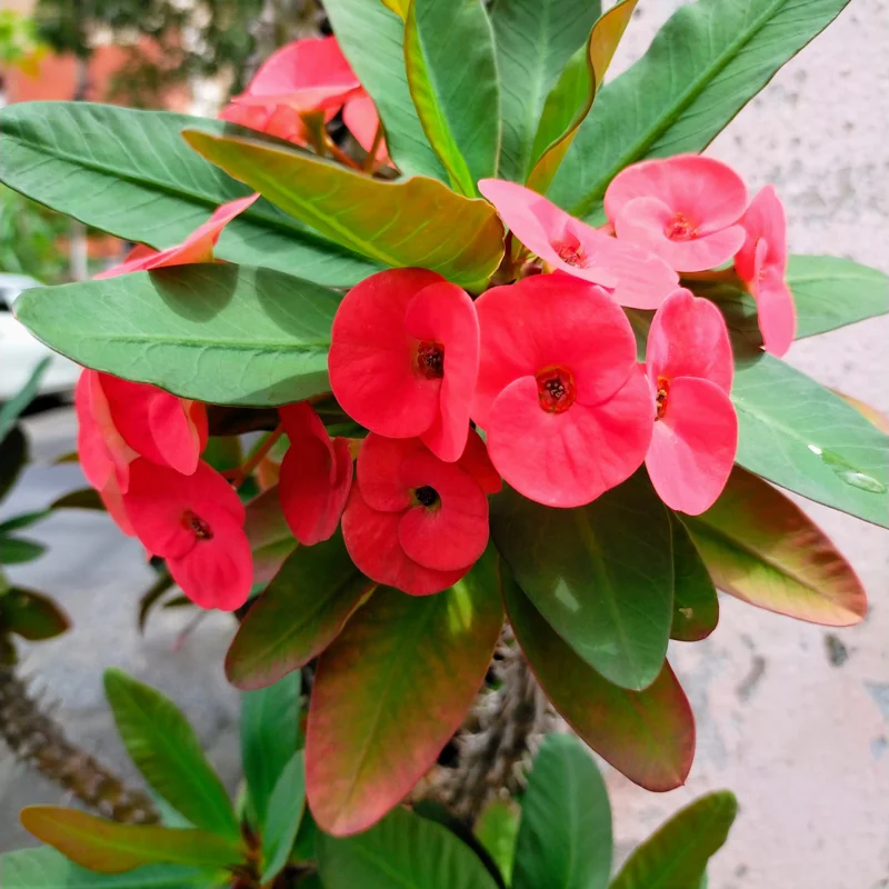 Red Crown of Thorns Plant - Live Euphorbia Milii Succulent - 5-7 Inch Potted Plant