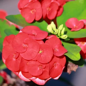 Red Crown of Thorns Plant - Live Euphorbia Milii Succulent - 5-7 Inch Potted Plant