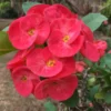 Red Crown of Thorns Plant - Live Euphorbia Milii Succulent - 5-7 Inch Potted Plant