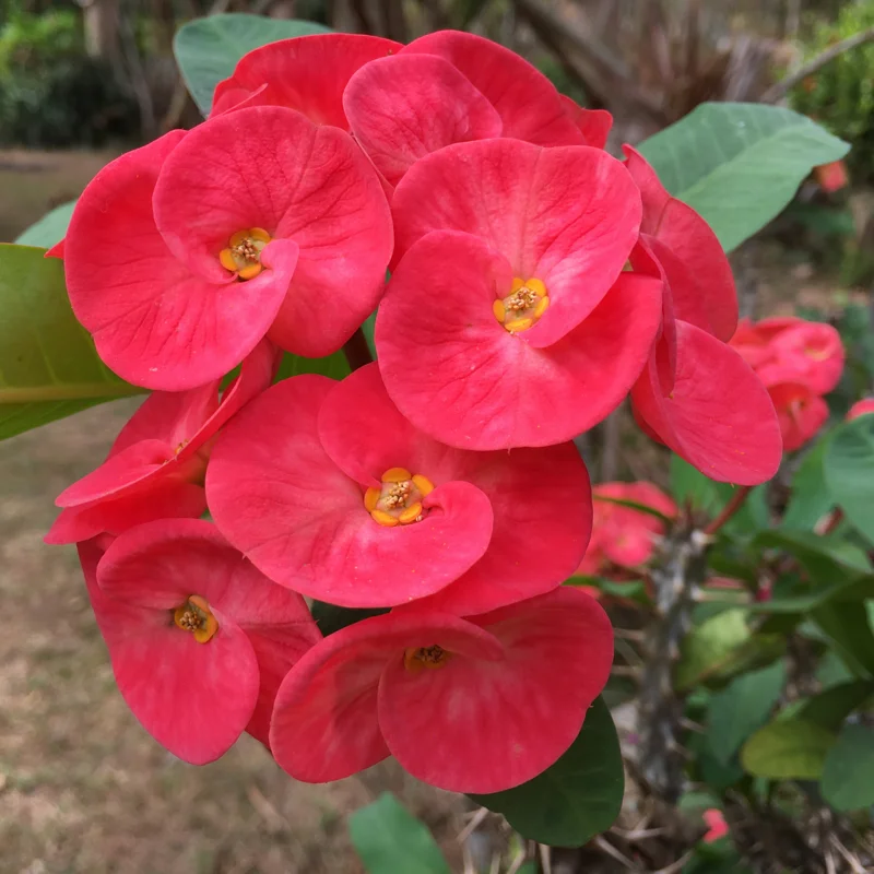 Red Crown of Thorns Plant - Live Euphorbia Milii Succulent - 5-7 Inch Potted Plant