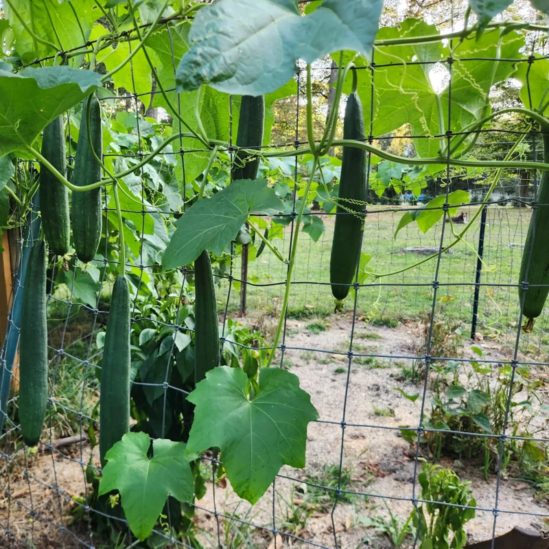 Luffa Gourd Plant - Live Seedlings in Pot - Vegetable Vine