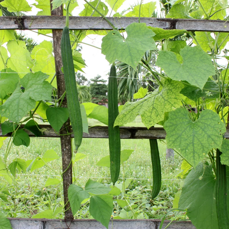Luffa Gourd Plant - Live Seedlings in Pot - Vegetable Vine