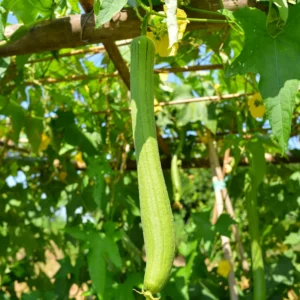 Luffa Gourd Plant - Live Seedlings in Pot - Vegetable Vine