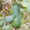 Luffa Gourd Plants For Planting - Potted Live Vegetable Plants 4-6 Inches