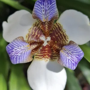 Walking Iris Plants - 4 Pack - Purple Iris Flower Plants - Live Outdoor Plants