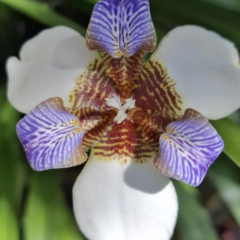 Walking Iris Plants - 4 Pack - Purple Iris Flower Plants - Live Outdoor Plants