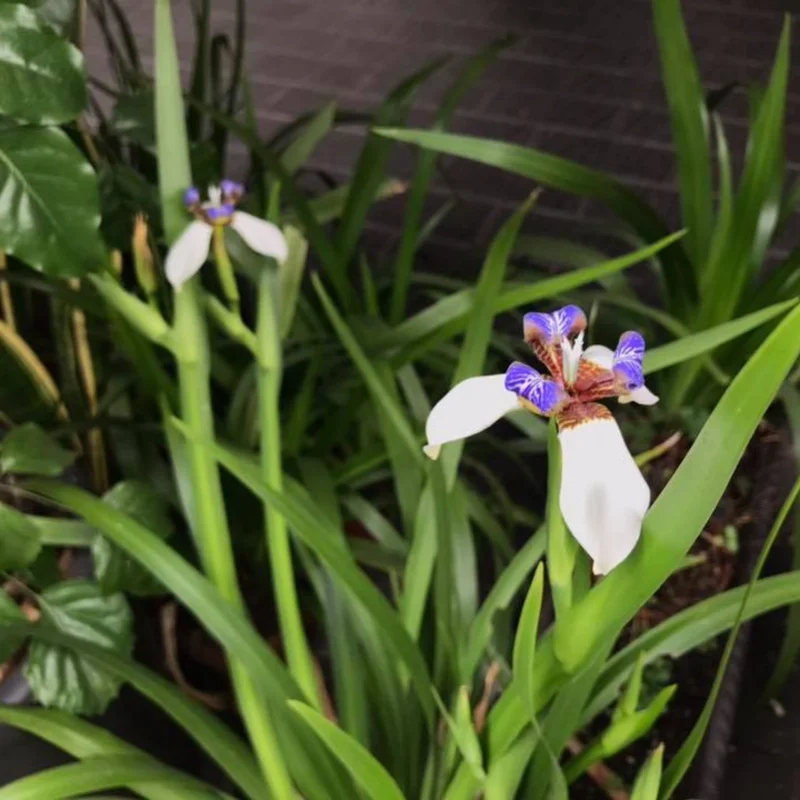 Walking Iris Plants - 4 Pack - Purple Iris Flower Plants - Live Outdoor Plants