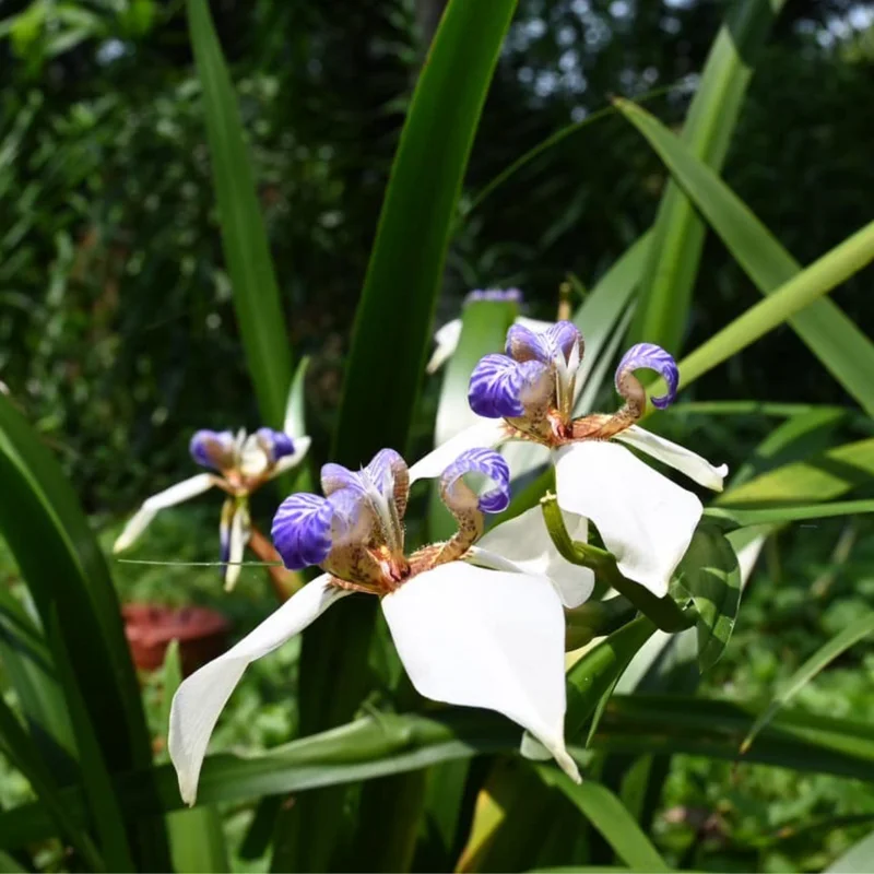 Walking Iris Plants - 4 Purple Live Flowering Plants Outdoor Garden