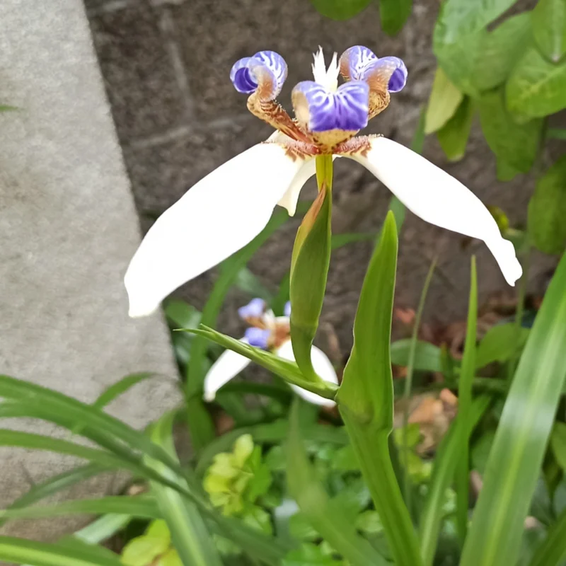 Walking Iris Plants - 4 Purple Live Flowering Plants Outdoor Garden