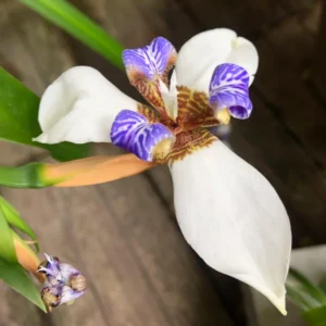 Walking Iris Plants - 4 Purple Live Flowering Plants Outdoor Garden