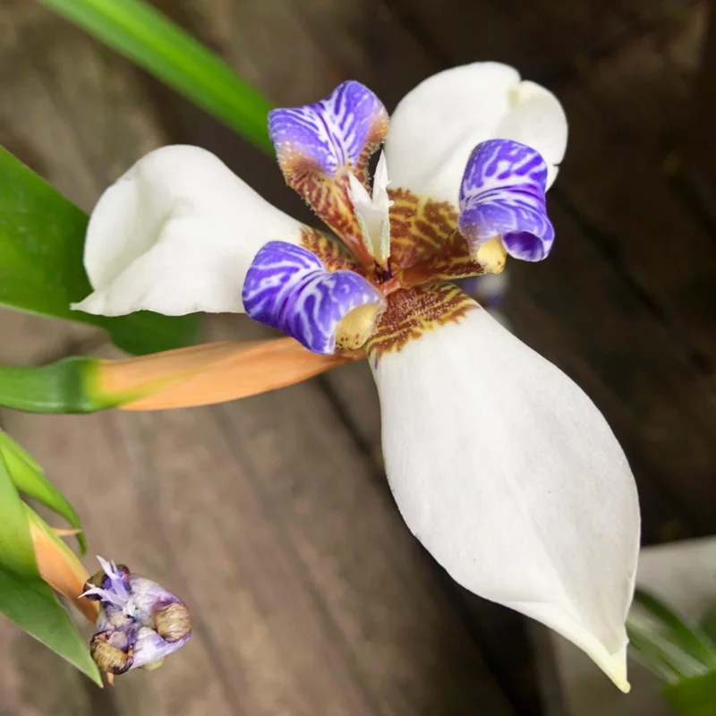 Walking Iris Plants - 4 Purple Live Flowering Plants Outdoor Garden