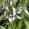 Iris Plants - 4 Pack - Walking, Reblooming, Rare - Purple Flowering Outdoor Plants